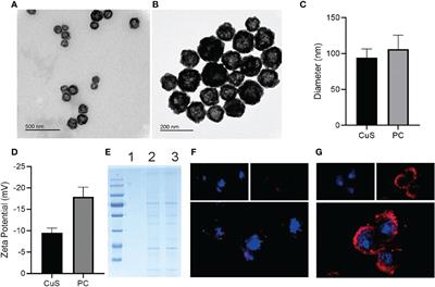 Biomimetic CuS nanoparticles for radiosensitization with mild photothermal therapy and GSH-depletion